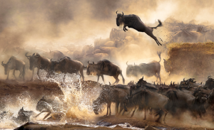 Credit Wildebeest migration, Kenya, by Bonnie Cheung